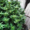 Mimosa Shot Cannabis-Samen Kaufen
