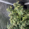 Auto Orange Bud Cannabis-Samen Kaufen