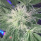 Godzilla Original Glue GG#4 Cannabis-Samen Kaufen