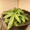 Critical Kush Cannabis-Samen Kaufen