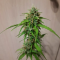 Wedding Cake Auto (Barney's Farm) Cannabis-Samen zu verkaufen