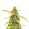 Scarlet Skunk Autoflower feminisierte Samen (EGS)