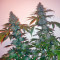 Sensi Star (Paradise Seeds) Cannabis-Samen