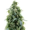 Arjan's Haze #1 (GHS) Cannabis-Samen