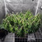 Big Bud (Seedstockers) Cannabis-Samen