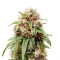 Bubblehead 13 (Big Head Seeds) Cannabis-Samen