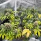 Forgotten Cookies Auto (Mephisto Genetics) Cannabis-Samen