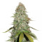 GG#4 Original Glue (Seedstockers) Cannabis-Samen