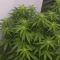 Gorilla Cookies Auto (Big Head Seeds)
