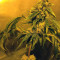 Holy Grail Kush (DNA Genetics) Cannabis-Samen
