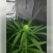 Northern Light Automatic (RQS) Cannabis-Samen