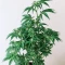 Northern Lights XL Auto (Zambeza Seeds) Cannabis-Samen