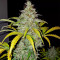 Original Auto Jack Herer (Fast Buds) Cannabis-Samen