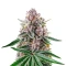 Papaya Sour Spritz (Green House Seeds)