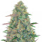 Pineapple Chunk feminisierte Samen (Barney’s Farm)