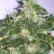 Pure Kush (Original Sensible Seeds) Cannabis-Samen