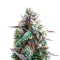 Runtz Fast Flowering (Humboldt Seeds Organization)