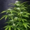 S.T.D (Cream of the Crop Seeds) Cannabis-Samen