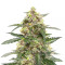 Sativa Mix Samen feminisiert (Herbies Seeds)