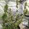 Section 781 Autoflowering (Blimburn x Herbies)