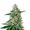 Shishka Lemonade (Green House Seeds)