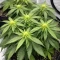 Sir Jack Auto (Exotic Seeds) Cannabis-Samen