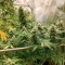 SkullRyder Auto (Blackskull Seeds) Cannabis-Samen