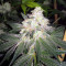 The New (Humboldt Seeds Organization) Cannabis-Samen