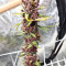 Tropicanna Poison F1 Fast Version feminisiertes Saatgut (Sweet Seeds)