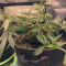 Cali Bay Dream (Garden of Green Seeds)