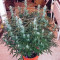 Amnesia Haze Auto strain