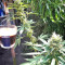 Amnesia (Seedstockers) Cannabis-Samen