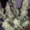Auto Blueberry (Dutch Passion) Cannabis-Samen