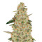 Auto White Widow (Pyramid Seeds) Cannabis-Samen