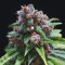 C99 (G13 Labs) Cannabis-Samen