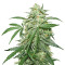 Chapita de Michoacan Regular (CannaBioGen) Cannabis-Samen