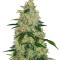 Diesel Auto (G13 Labs) Cannabis-Samen