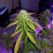 Hindu Kush (Sensi Seeds) Cannabis-Samen