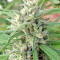 Malawi Regular (Ace Seeds) Cannabis-Samen