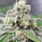 Pineapple (Seedstockers) Cannabis-Samen
