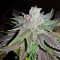 Pineapple (Seedstockers) Cannabis-Samen