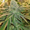 Pineapple (Seedstockers) Cannabis-Samen