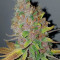 Purple Queen strain