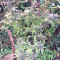 Thai Chi (Ace Seeds) Cannabis-Samen