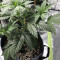Wedding Gelato (RQS) Cannabis-Samen