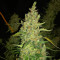 Z Auto (Original Sensible Seeds) Cannabis-Samen