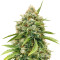 Amnesia Autoflower (Seedstockers) Cannabis-Samen