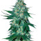 El Alquimista (Samsara Seeds) Cannabis-Samen