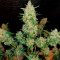 Extreme Impact Auto (Heavyweight Seeds) Cannabis-Samen
