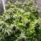 Girl Scout Cookies Fast Version feminisierte Samen (EGS)